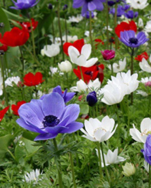 Anemone blanda mixed.jpg